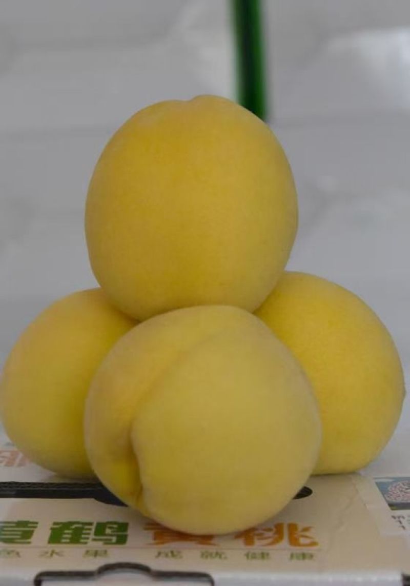 锦绣黄桃