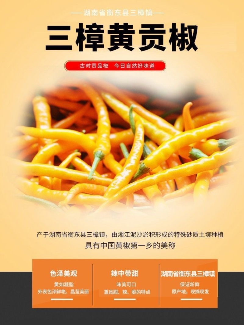 黄贡椒新鲜现摘现发产地直发，新鲜剁椒黄皮椒黄辣椒