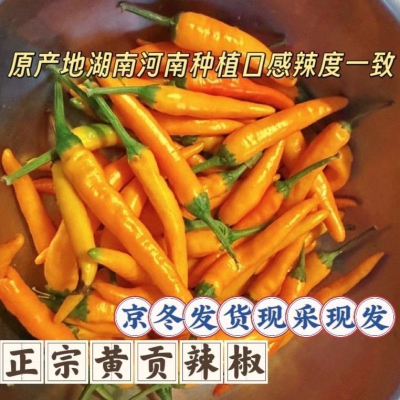 黄贡椒新鲜现摘现发产地直发，新鲜剁椒黄皮椒黄辣椒