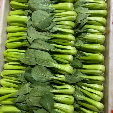 蔬菜批发