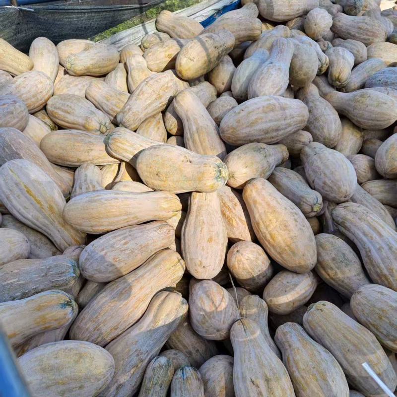 湖北蜜本南瓜香甜可口入口即化美味不用等走货全国量大从优
