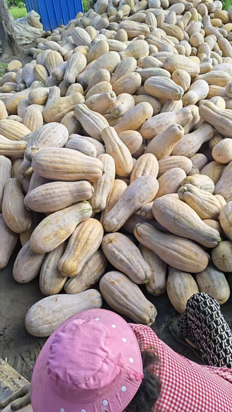 湖北蜜本南瓜香甜可口入口即化美味不用等走货全国量大从优