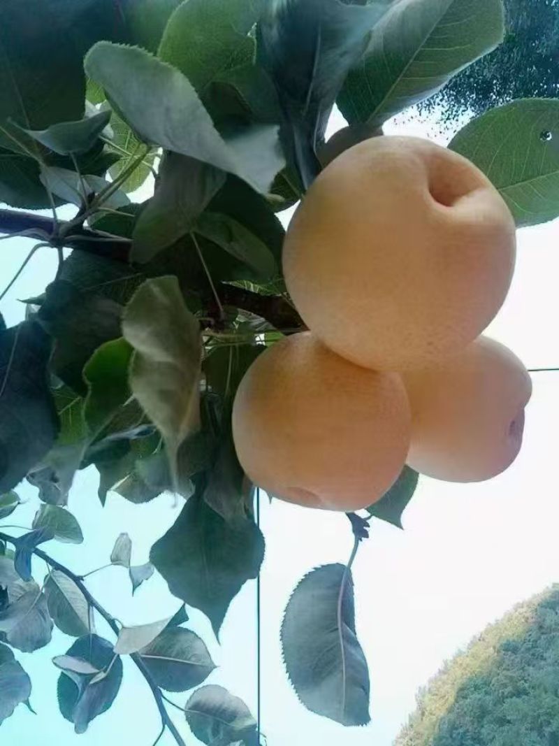 巴东黄金梨