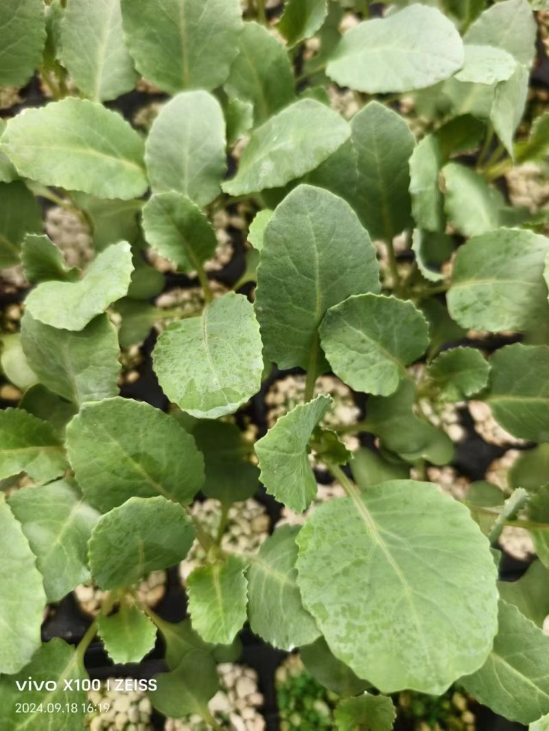 有机花苗菜花苗松花苗青梗有机花苗苗场直发