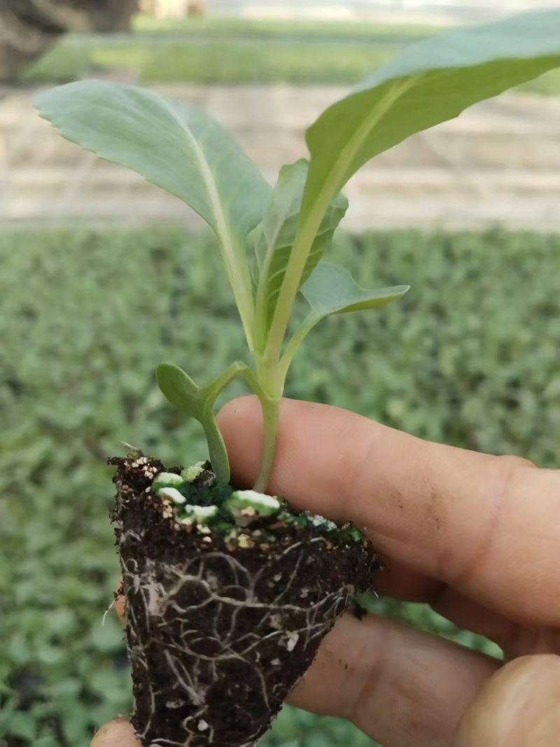 有机花苗菜花苗松花苗青梗有机花苗苗场直发