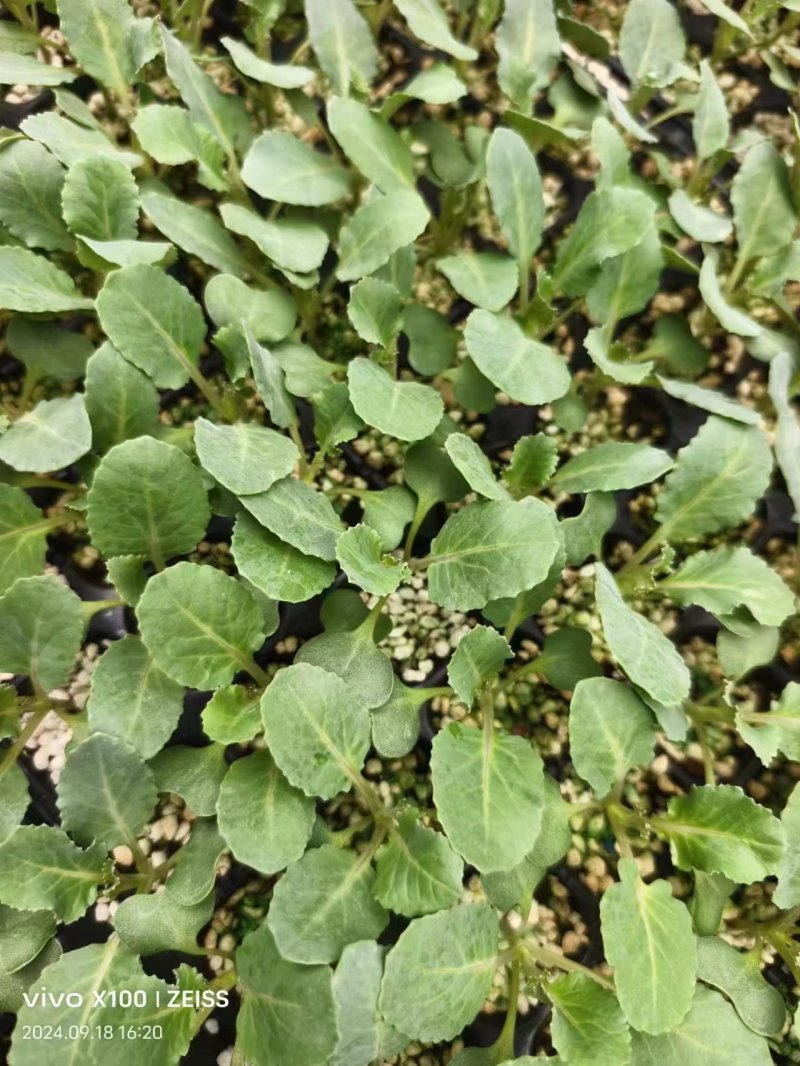 有机花苗菜花苗松花苗青梗有机花苗苗场直发
