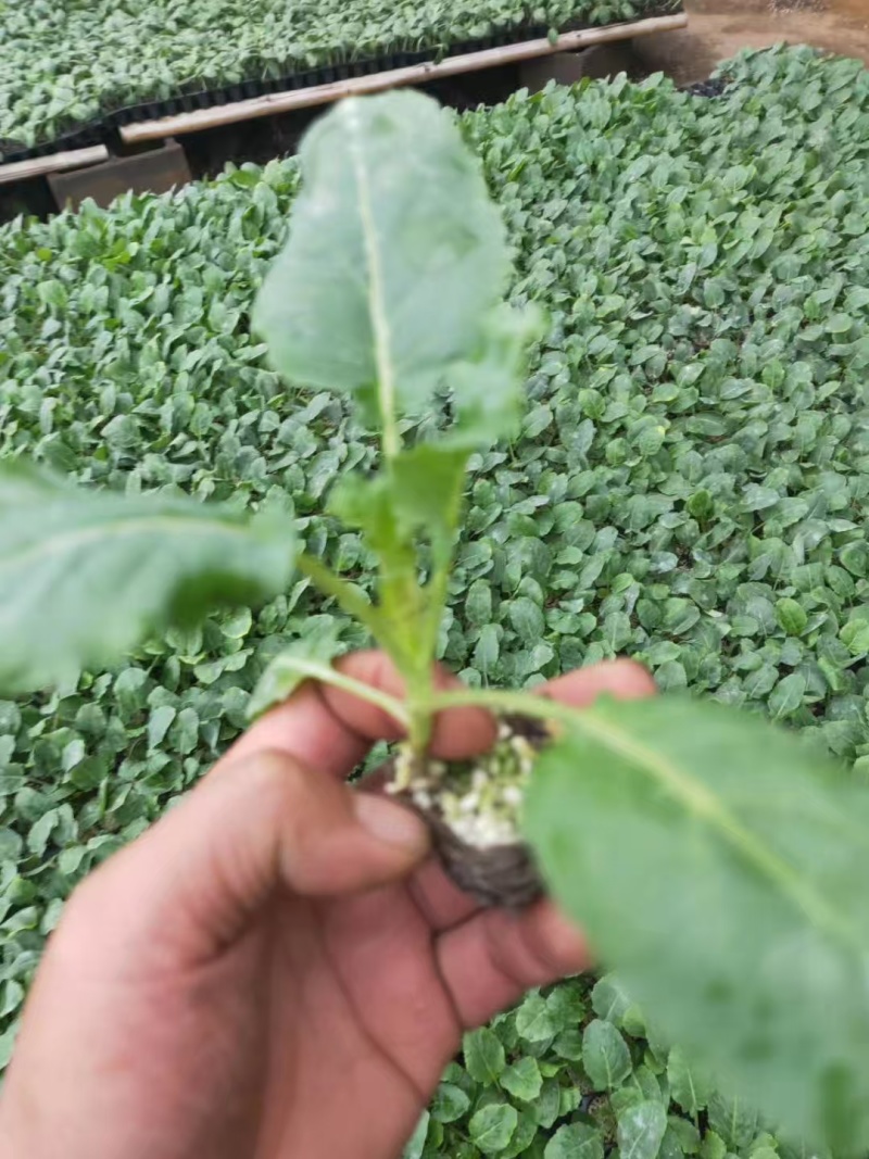 有机花苗菜花苗松花苗青梗有机花苗苗场直发