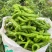 湖北精品螺丝椒大量上市品质保证量大从优一手货源