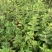 白薇零售批发全国发货种植基地源头厂家无中间商赚差价