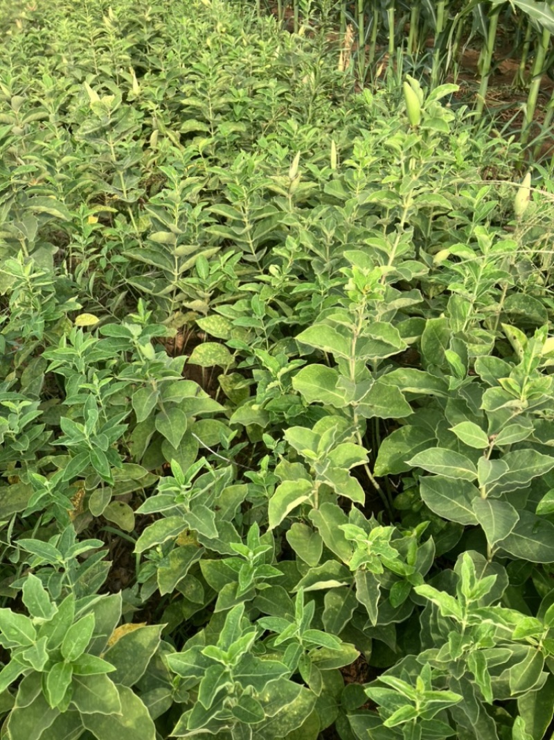 白薇零售批发全国发货种植基地源头厂家无中间商赚差价
