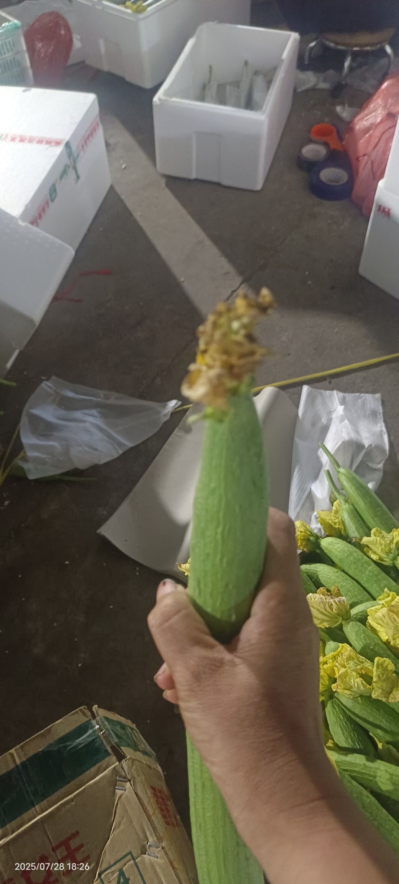 鲜花丝瓜次瓜，差丝瓜。大量，大量，十来块钱四十斤左右。