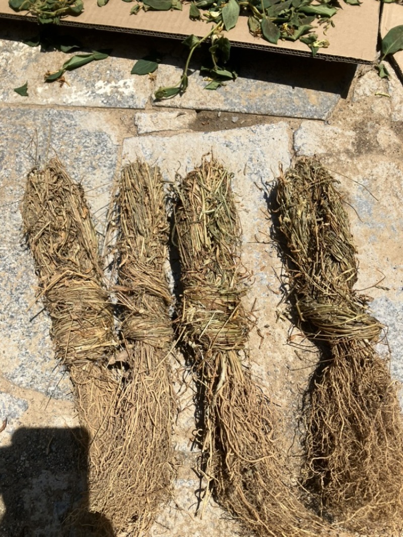 徐长卿各种规格山东千亩药材基地源头厂家价格实惠
