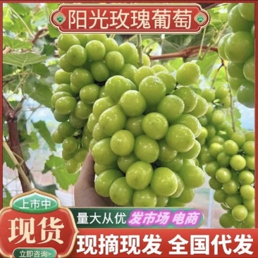 湖北荆州江陵永发西瓜专业合作社。阳光玫瑰