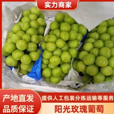 阳光玫瑰大量有货欢迎咨询实地看货
