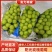 阳光玫瑰大量有货欢迎咨询实地看货