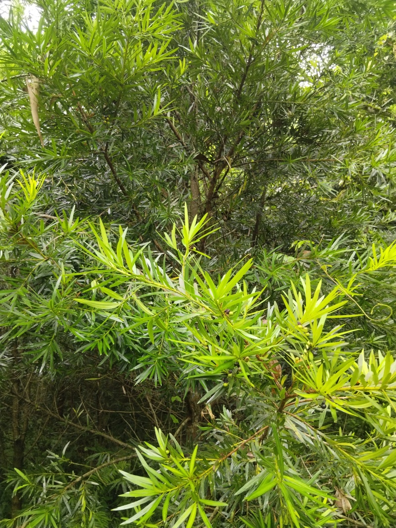 自己种植风景树木