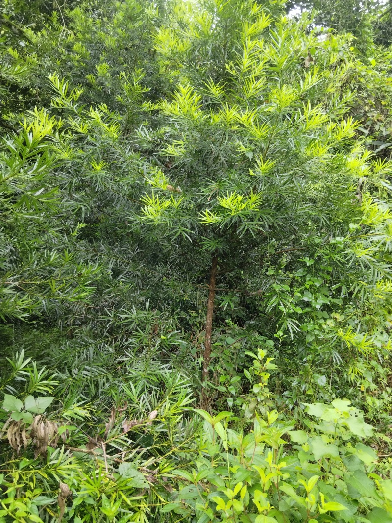自己种植风景树木