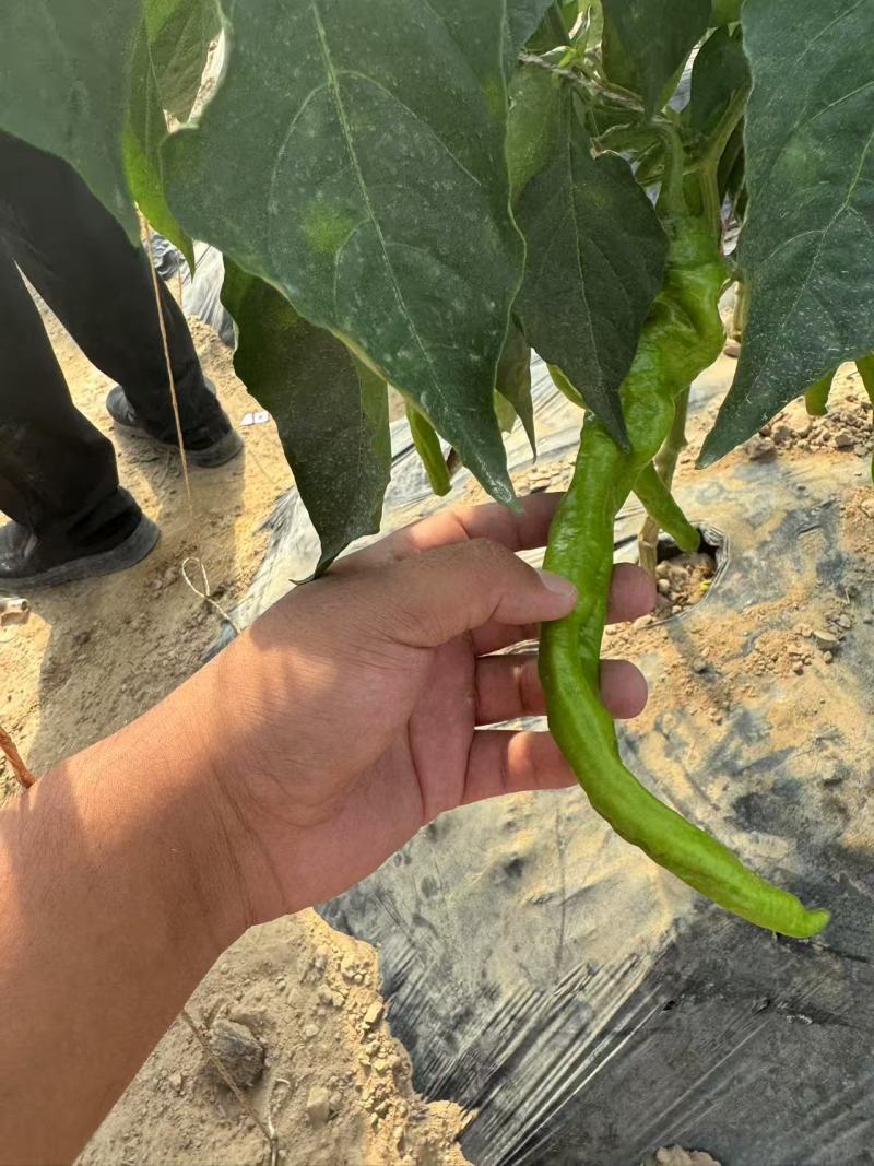 《螺丝椒》宁夏鲜辣椒/大棚种植/薄皮辣/价格便宜全国发货