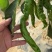 《螺丝椒》宁夏鲜辣椒/大棚种植/薄皮辣/价格便宜全国发货
