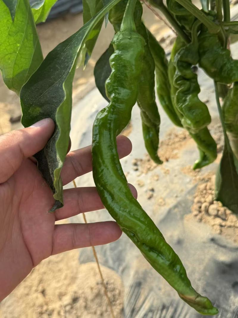 《螺丝椒》宁夏鲜辣椒/大棚种植/薄皮辣/价格便宜全国发货