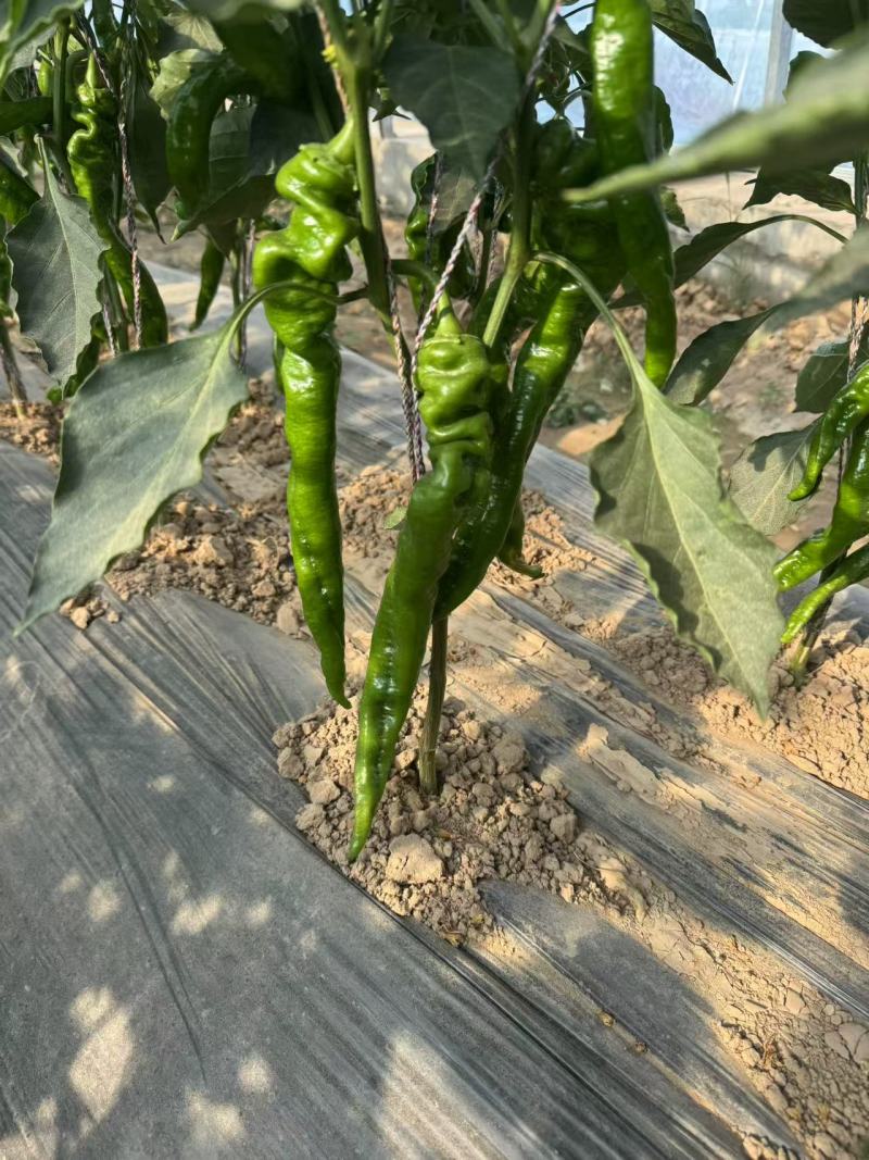 《螺丝椒》宁夏鲜辣椒/大棚种植/薄皮辣/价格便宜全国发货