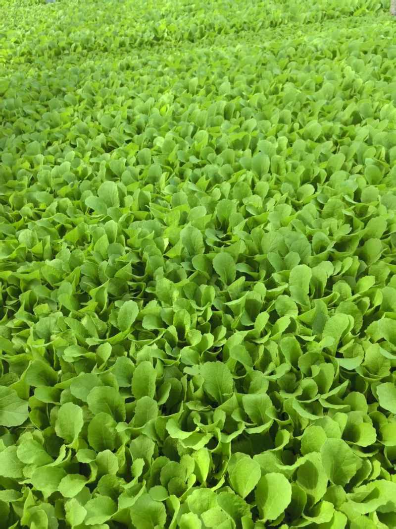 山东白菜苗黄心白菜苗大白菜苗量大从优苗场直发