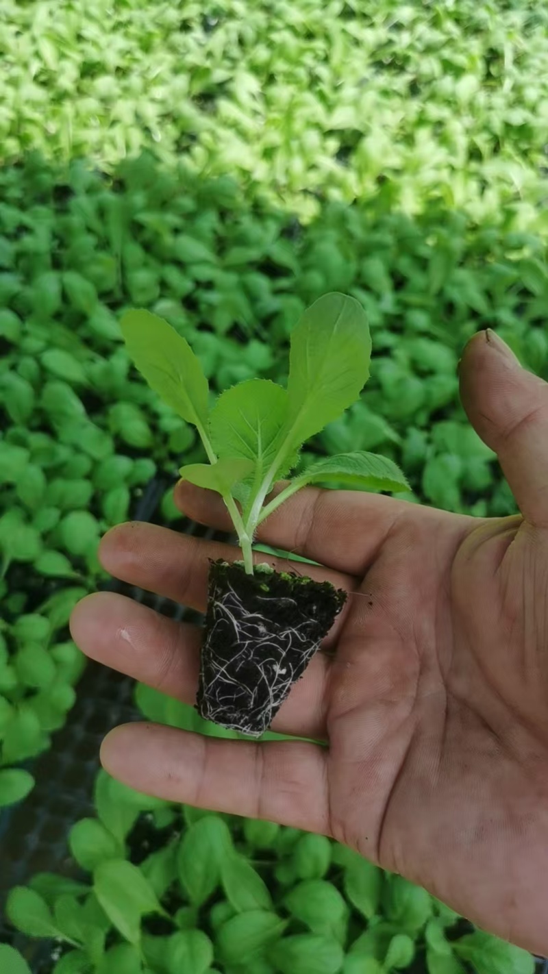 山东白菜苗黄心白菜苗大白菜苗量大从优苗场直发