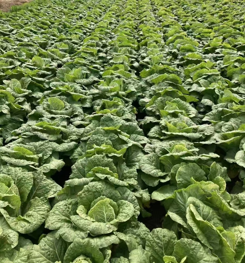 山东白菜苗黄心白菜苗大白菜苗量大从优苗场直发