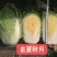 山东白菜苗黄心白菜苗大白菜苗量大从优苗场直发