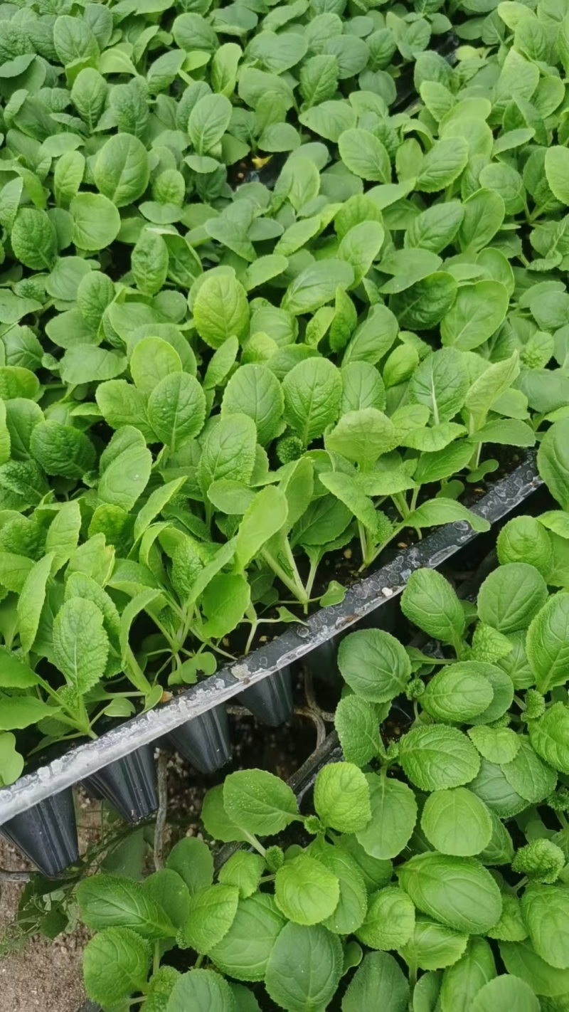 山东白菜苗黄心白菜苗大白菜苗量大从优苗场直发