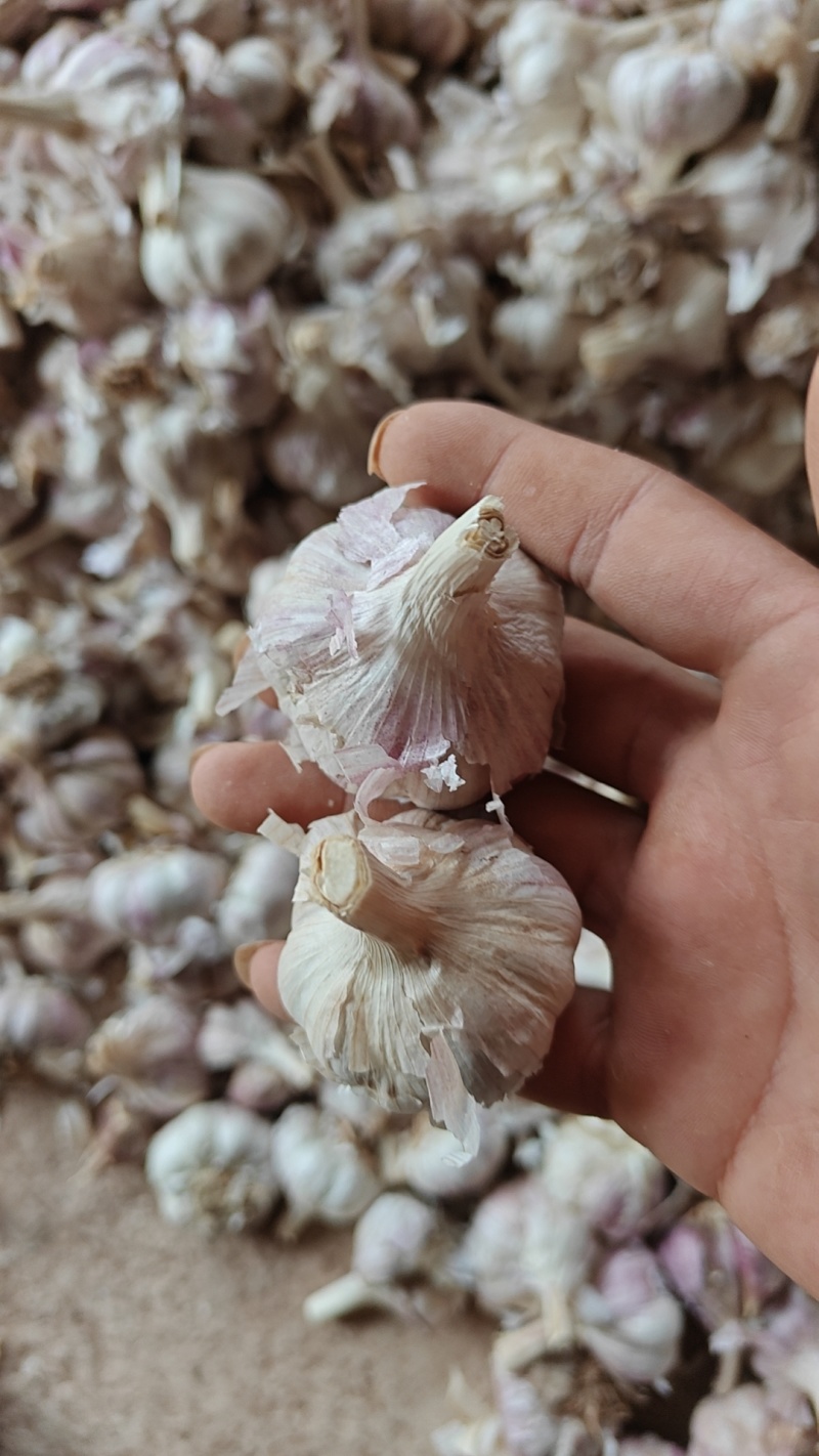 云南红蒜干蒜商品蒜大个头大量有货量大从优