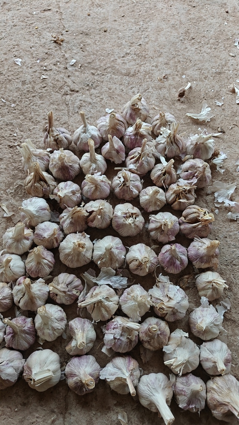 云南红蒜干蒜商品蒜大个头大量有货量大从优