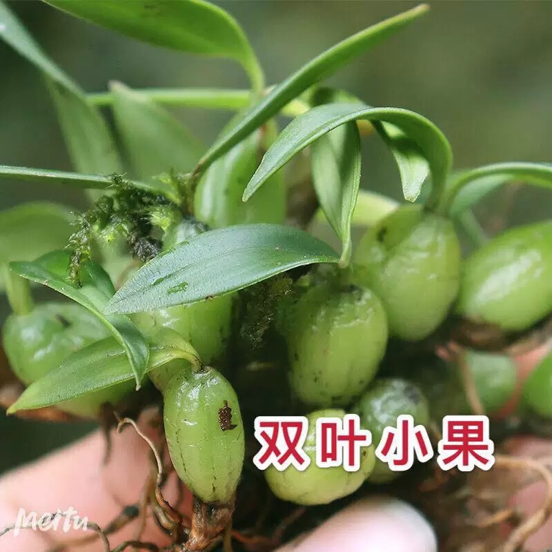(双叶小果石橄榄)云南石橄榄/产地直发/全国发货
