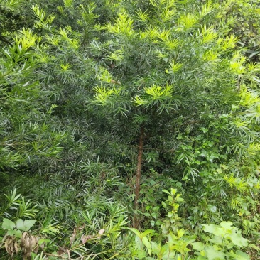 自己种植风景树木