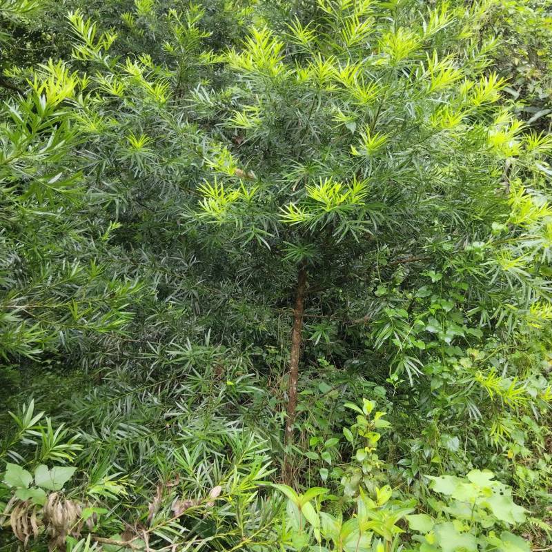 自己种植风景树木