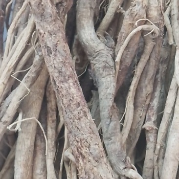 长白山黄芪自己踩的货不多存野生的品相不好看质量杠杠的。