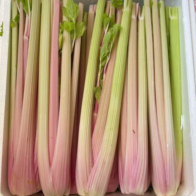 水果红芹，一款芹菜味特浓的芹菜