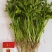 法国皇后芹菜苗，首地地头茬苗，颗颗苗壮。