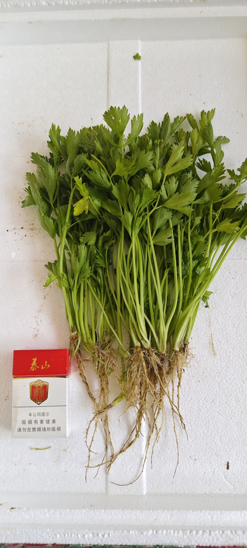 法国皇后芹菜苗，首地地头茬苗，颗颗苗壮。