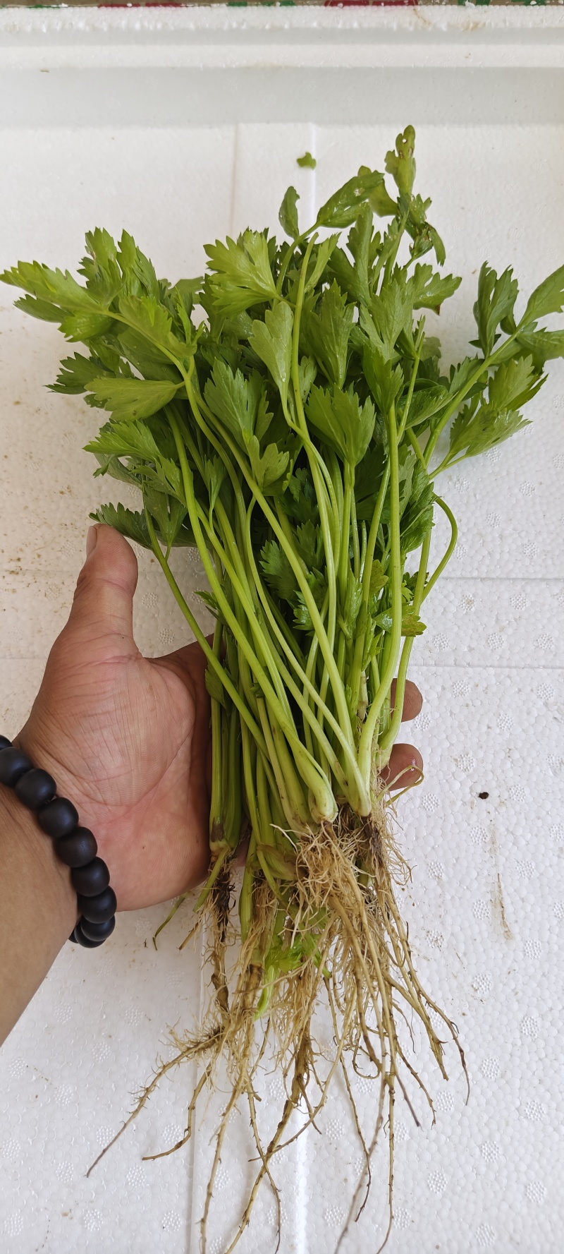 法国皇后芹菜苗，首地地头茬苗，颗颗苗壮。