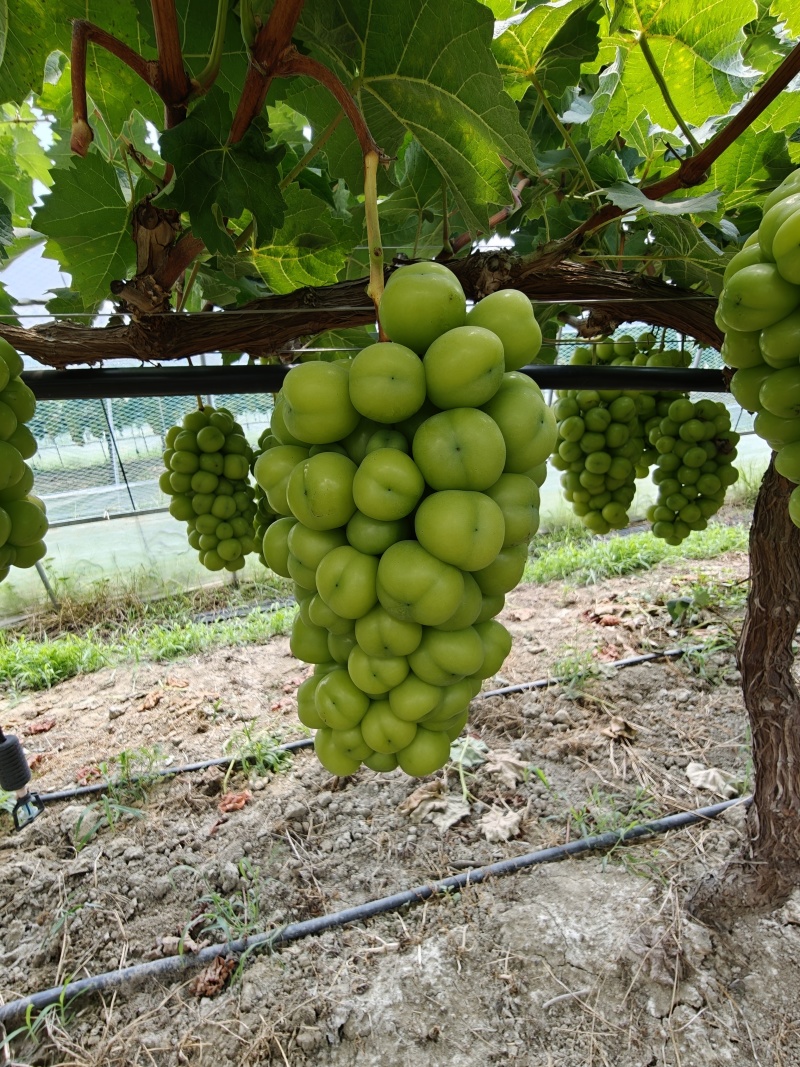 葡萄（阳光玫瑰、巨峰、红提）
