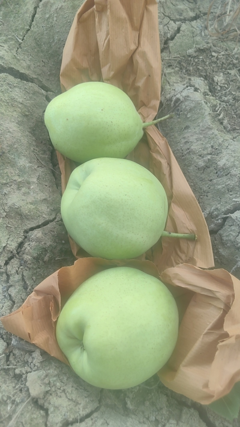 酥梨早酥梨陕西酥梨量大从优质量保证一手货源