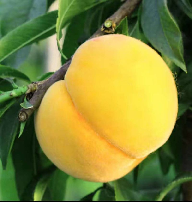 锦绣黄桃