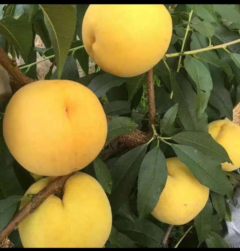 锦绣黄桃
