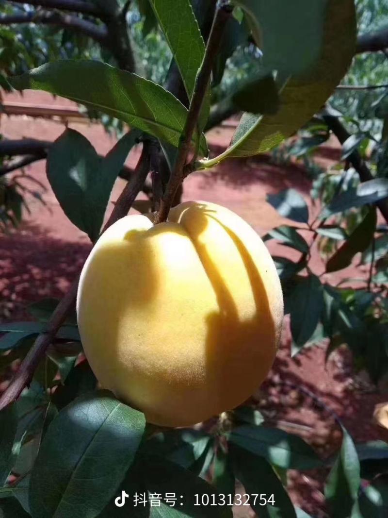 锦绣黄桃