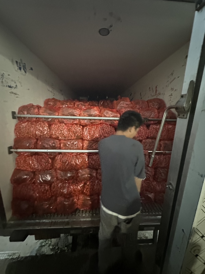 食品厂食堂货上海青中小颗不黄不烂工厂加工