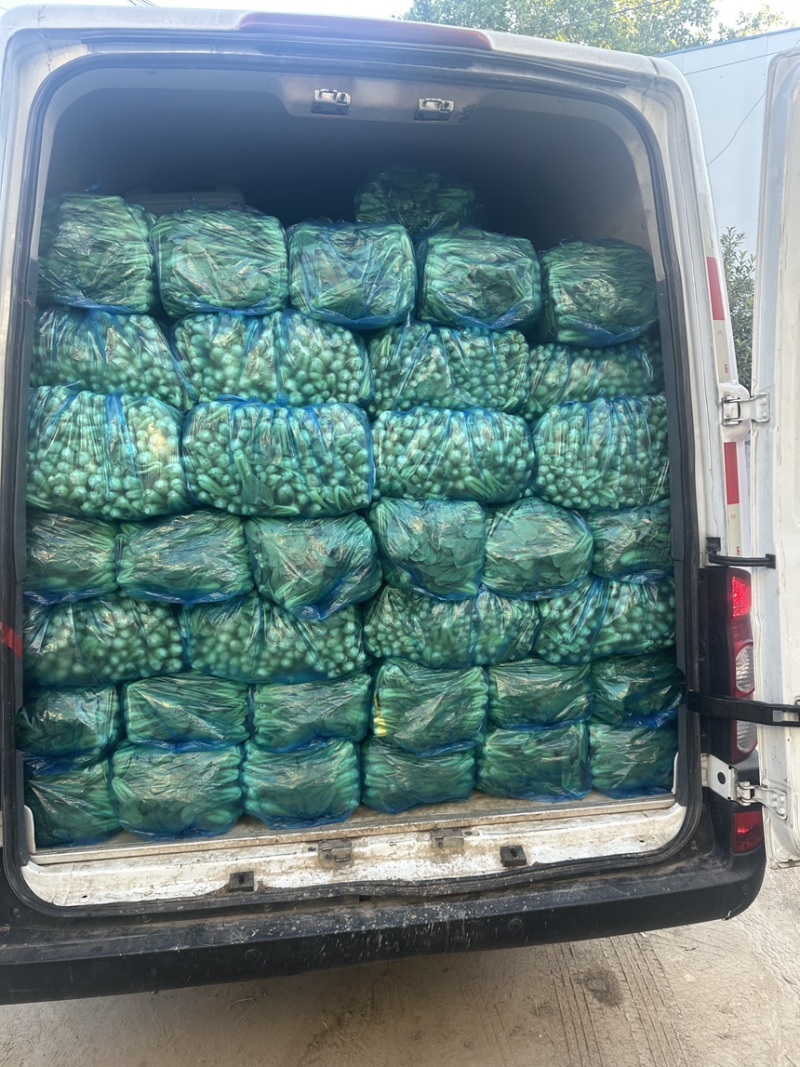 食品厂食堂货上海青中小颗不黄不烂工厂加工