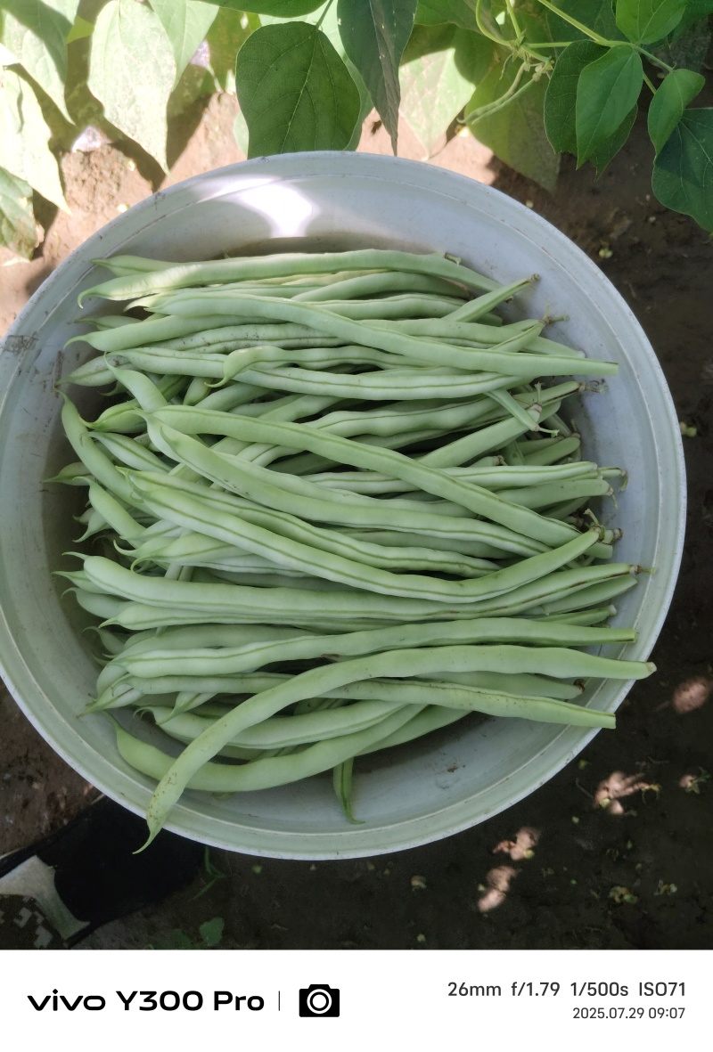 白无丝大量出货
