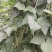 白无丝大量出货