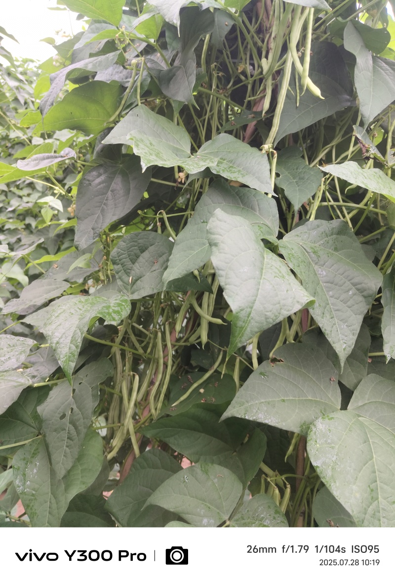 白无丝大量出货